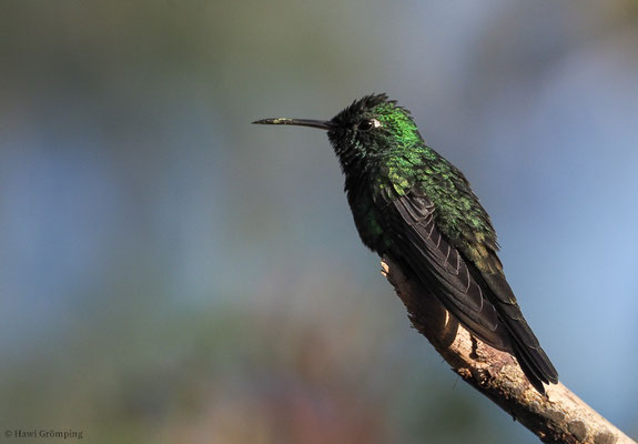 KUBASMARAGDKOLIBRI, CUBAN EMERALD, CHLOROSTILBON RICORDII