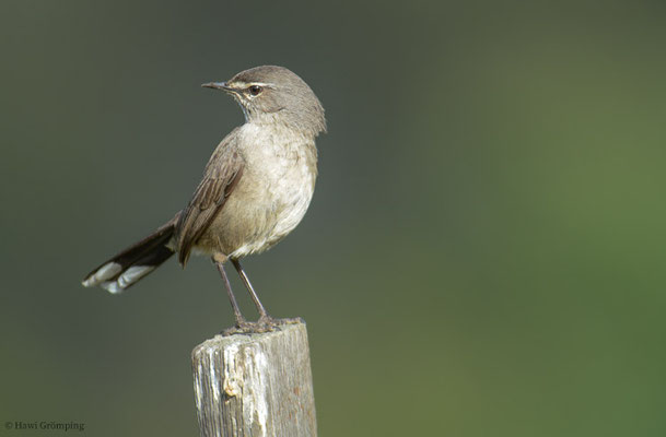 KARRUHECKENÄNGER, KAROO SCRUB ROBIN, CERCOTRICHAS CORYPHOEUS