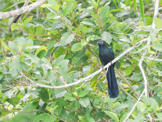 Riesenani, Greater Ani - Crotophaga major
