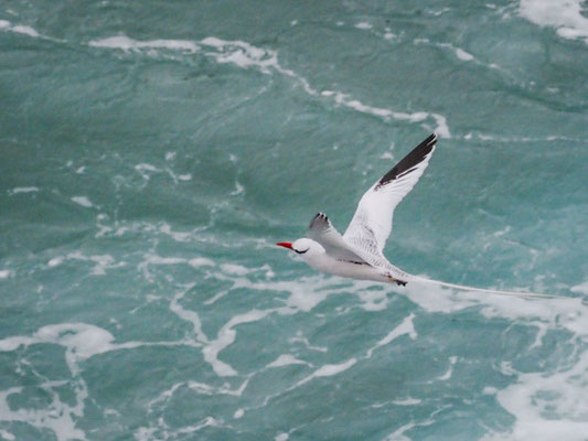 Rotschnabel-Tropikvogel, Red-billed Tropicbird - phaeton aethereus