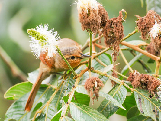Ockerstirn-Blattspäher, Buff-fronted Foliage-gleaner - Philydor rufum