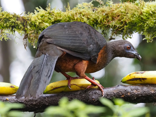 SICHELGUAN, SICKLE-WINGED GUAN - CHAMAEPETES GOUDOTII