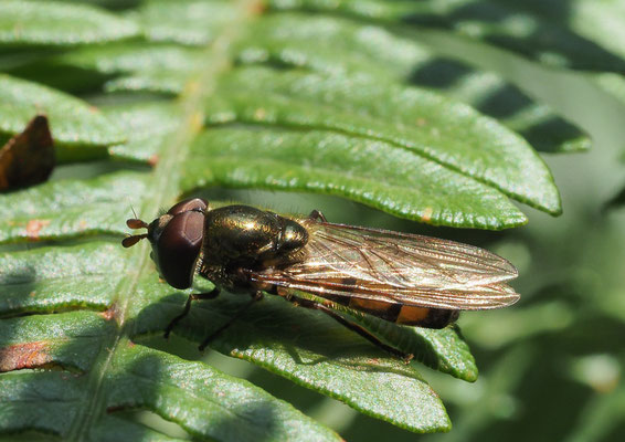 RAUPEN-PLATTBAUCHSCHWEBFLIEGE, XANTHANDRUS COMTUS