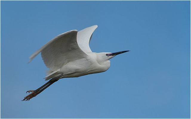 SEIDENREIHER, LITTLE EGRET, EGRETTA GARZETTA