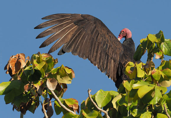 An Natur gab´s in Camaguey nicht so viel zu entdecken. Wenigstens dieser Truthahngeier stand Modell.