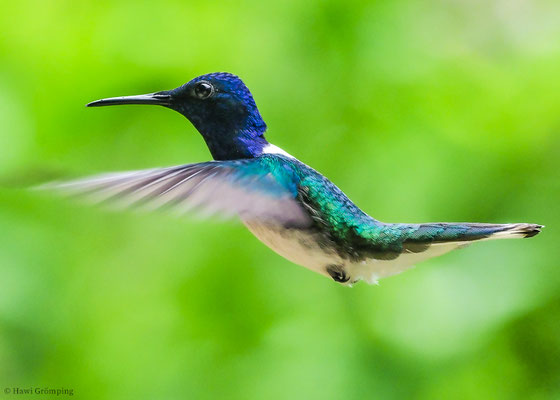WEISSNACKENKOLIBRI, WHITE-NECKED JACOBIN, FLORISUGA MELLIVORA