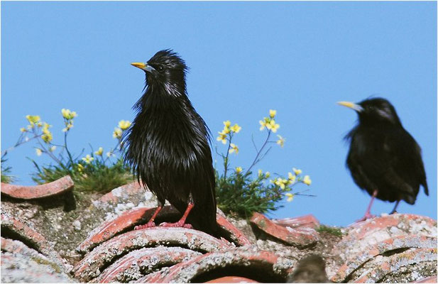 EINFARBSTAR, SPOTTLESS STARLING, STURNUS UNICOLOR