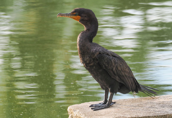 OHRENSCHARBE, DOUBLE-CRESTED CORMORANT, PHALACROCORAX AURITUS
