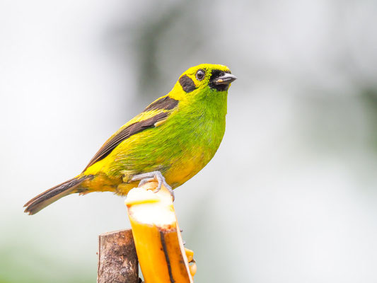 Smaragdtangare, Emerald Tanager - Tangara florida