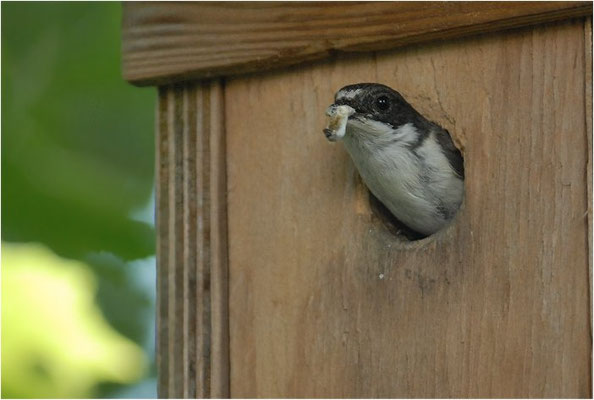 TRAUERSCHNÄPPER, PIED FLYCATCHER, FICEDULA HYPOLEUCA