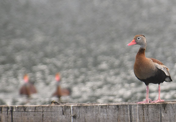 HERBSTPFEIFGANS, BLACK-BELLID WHISTLING DUCK, DENDROCYGNA AUTUMNALIS