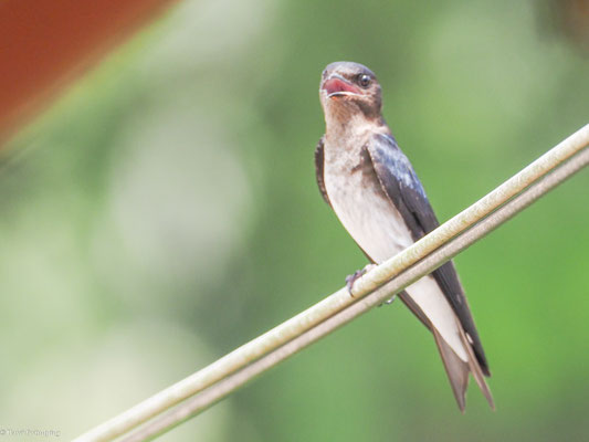 Graubrustschwalbe, Gray-breasted Martin - Progne chalybea