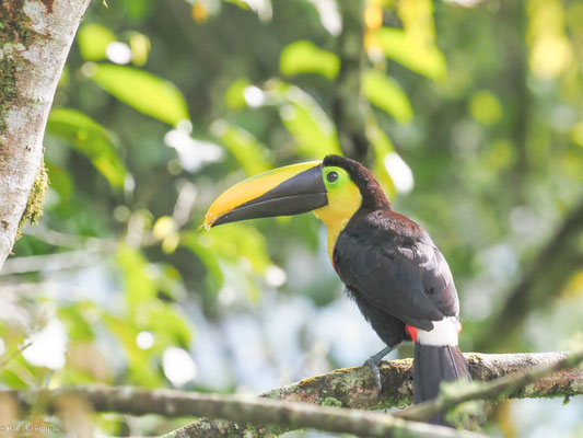 Küstentukan, Choco Toucan - Ramphastos brevis
