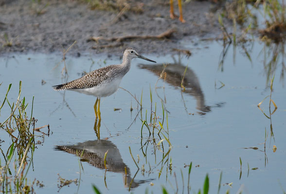 GROSSER GELBSCHENKEL, GREATER YELLOWLEGS, TRINGA MELANOLEUCA