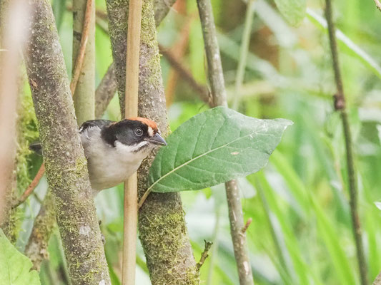 Spiegelbuschammer, White-winged Brush-Finch - Atlapetes leucopterus
