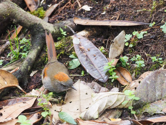 Azaraschlüpfer, Azara´s Spinetail - Synallaxis azarae
