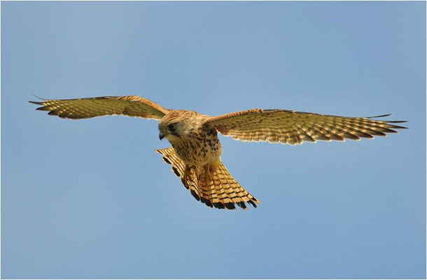 TURMFALKE, KESTREL, FALCO TINNUNCULUS