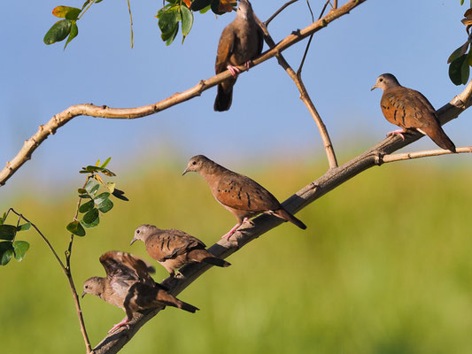 ROSTTÄUBCHEN, RUDDY GROUND DOVE, COLUMBINA TALPACOTI