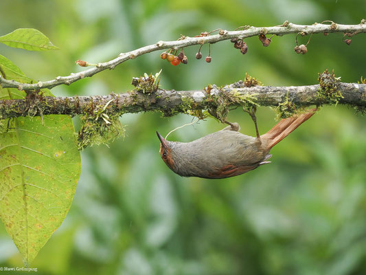 GRAUKEHLSCHLÜPFER, SLATY SPINETAIL - SYNALLAXIS BRACHYURA