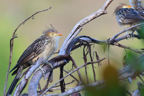 GUIRAKUCKUCK, GUIRA CUCKOO, GUIRA GUIRA