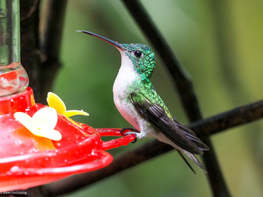 ANDENAMAZILIE, ANDEAN EMERALD - AMAZILIA FRANCIAE
