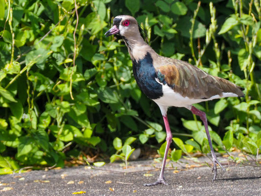 Bronzekiebitz, Southern Lapwing, Vanellus resplendens
