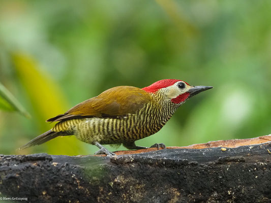 OLIVMANTELSPECHT, GOLDEN-OLIVE WOODPECKER -COLAPTES RUBIGINOSUS