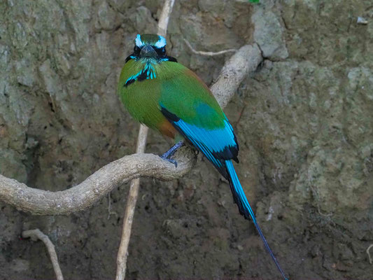TÜRKISBRAUENMOTMOT, TURQUOISE-BROWED MOTMOT, EUMOMATA SUPERCILIOSA