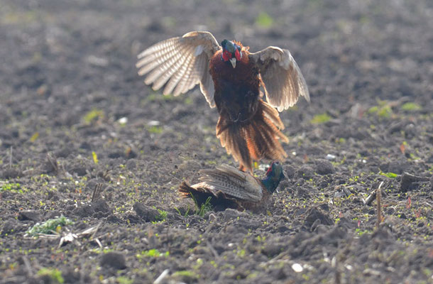 FASAN, COMMON PHEASANT, PHASIANUS COLCHICUS