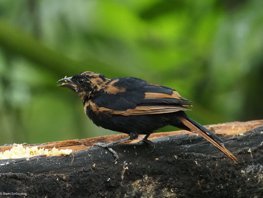 SCHWARZTANGARE, WHITE-LINED TANAGER - TACHYPHONUS RUFUS