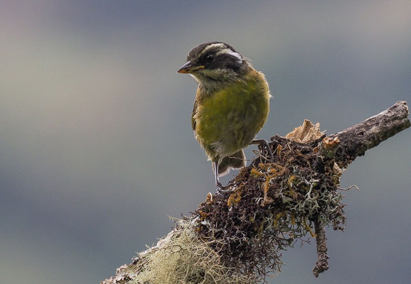 WEISSBRAUEN-BUSCHTANGARE, SOOTY-CAPPED BUSH-TANAGER, CHLOROSPINGUS PILEATUS