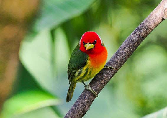 ANDENBARTVOGEL, RED-HEADED BARBET, EUBUCCO BOURCIERII 