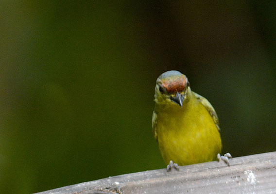 OLIVRÜCKENORGANIST, OLIVE-BACKED EUPHONIA, EUPHONIA GOULDI