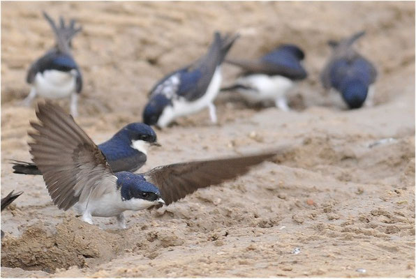 MEHLSCHWALBE, HOUSE MARTIN, DELICHON URBICUM