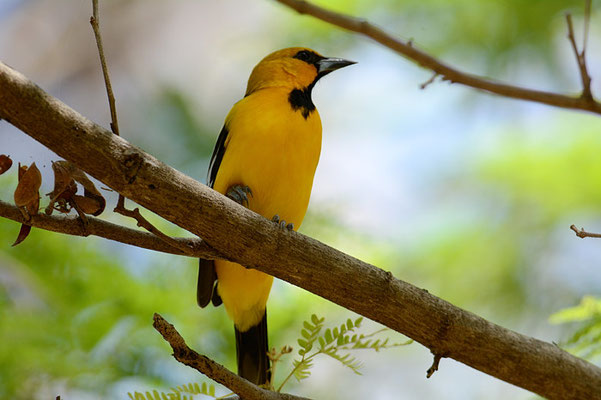 PIROLTRUPIAL, STREAK-BACKED ORIOLE, ICTERUS PUSTULATUS