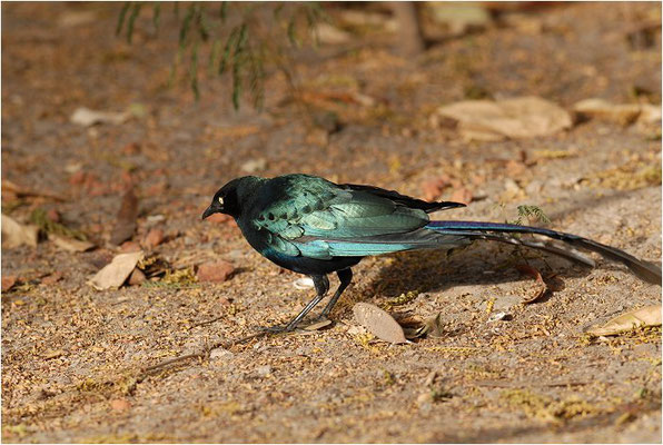 LANGSCHWANZGLANZSTAR, LONG-TAILED GLOSSY STARLING, LAMPROTORNIS CAUDATUS