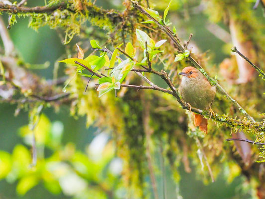 Rotgesichts-Baumschlüpfer, Red-faced Spinetail - Cranioleuca erythrops