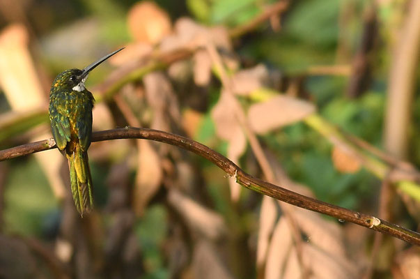 ROTSCHWANZGLANZVOGEL (JACAMAR), RUFOUS-TAILED JACAMAR, GALBULA RUFICAUDA
