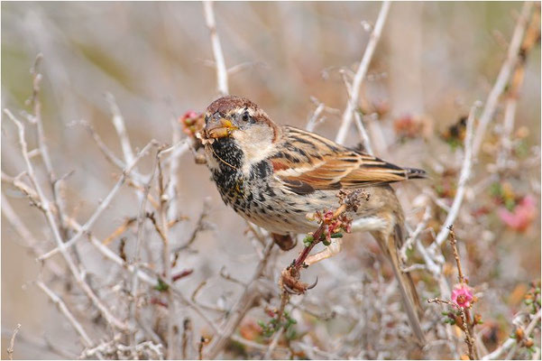 WEIDENSPERLING, SPANISH SPARROW, PASSER HISPANIOLENSIS
