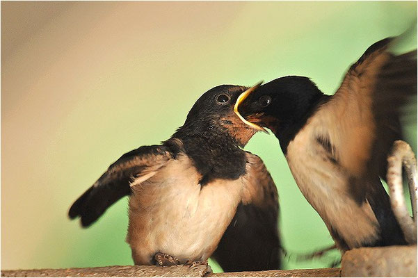 RAUCHSCHWALBE, BARN SWALLOW, HIRUNDO RUSTICA