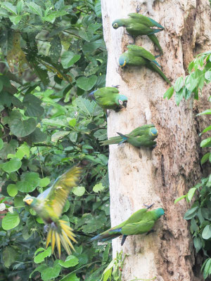 Rotbauchara, Red-bellied Macaw - Orthopsittaca manilatus