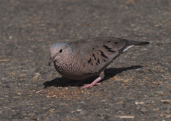 SPERLINGSTÄUBCHEN, COMMON GROUND-DOVE, COLUMBINA PASSERINA