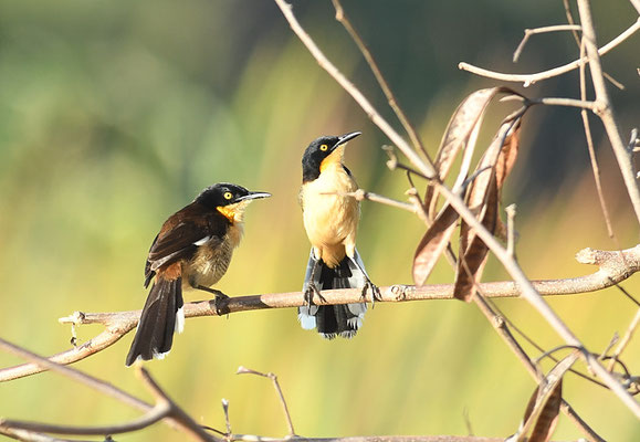 ROHRSPÖTTER, BLACK-CAPPED DONACOBIUS, DONACOBIUS ATRICAPILLA