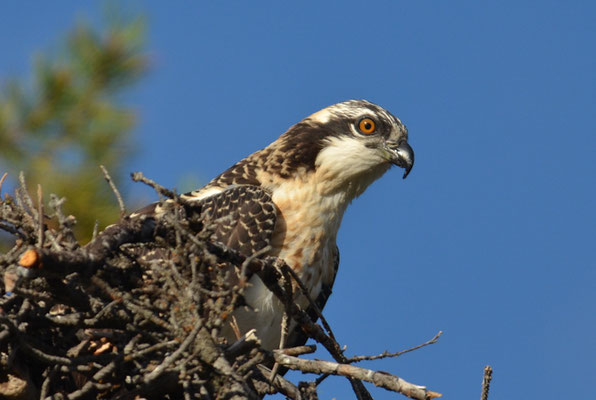 FISCHADLER, OSPREY, PANDION HALIAETUS