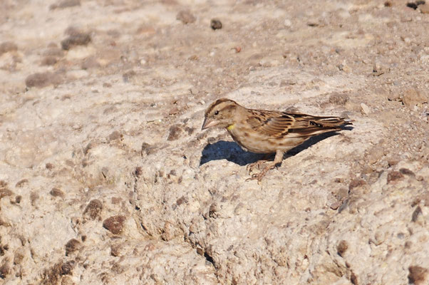 STEINSPERLING, ROCK SPARROW, PETRONIA PETRONIA