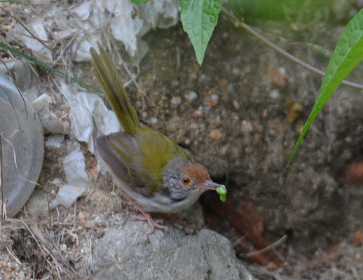 STRICHEL-SCHNEIDERVOGEL, DARK-NECKED TAILORBIRD, ORTHOTOMUS ATROGULARIS