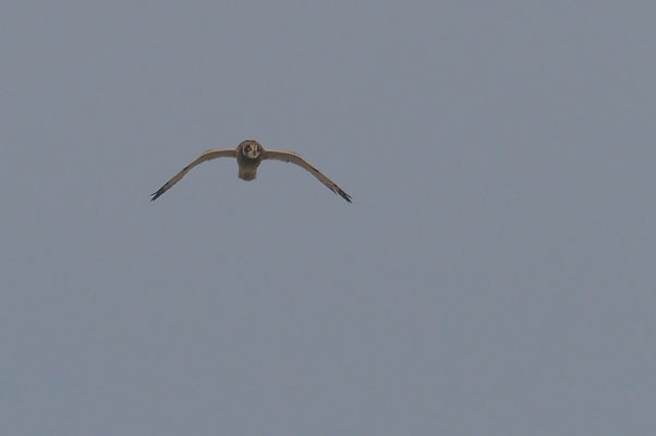 SUMPFOHREULE, SHORT-EARED OWL, ASIO FLAMMEUS