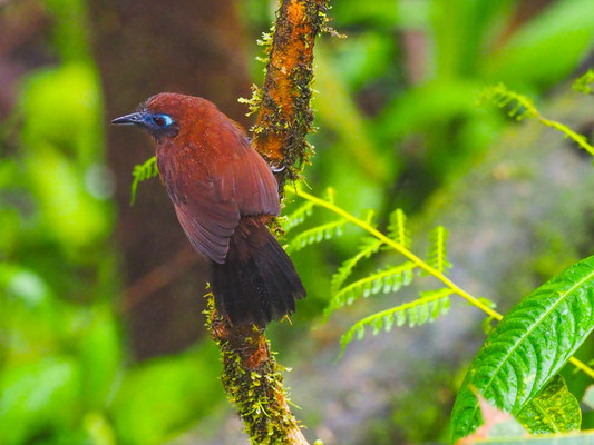 ZELEDONS AMEISENVOGEL, HAFFERIA ZELEDONI - MYRMECIZA ZELEDONI
