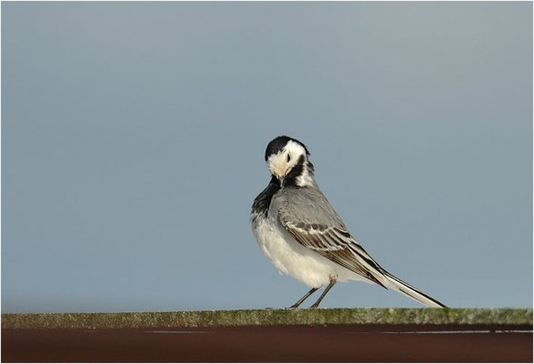 BACHSTELZE,WHITE WAGTAIL, MOTACILLA ALBA
