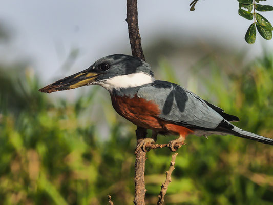 ROTBRUSTFISCHER, RINGED KINGFISHER, CERYLE TORQUATUS